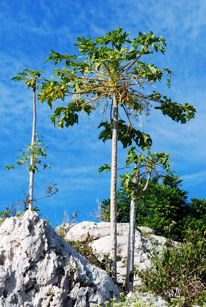 Haiti Trees Forest