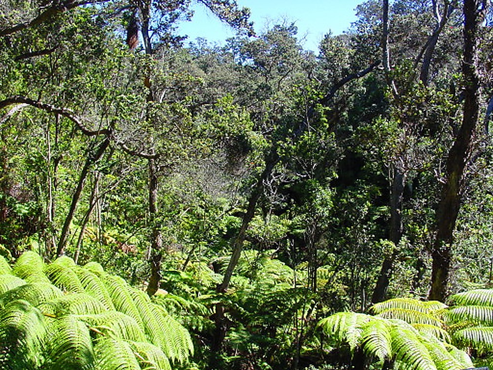 Hawaii Rainforest