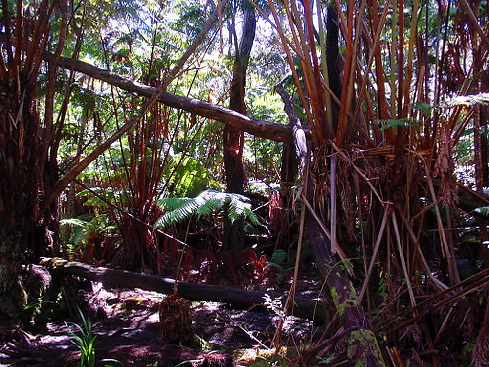 Hawaii Rainforest