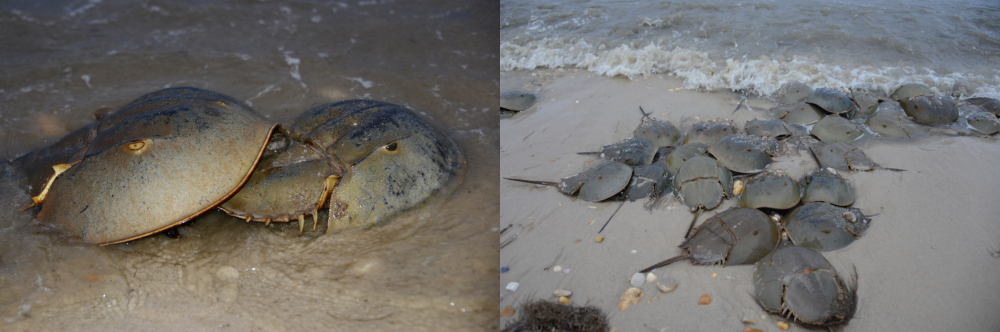 Horseshoe crab migration in Delaware