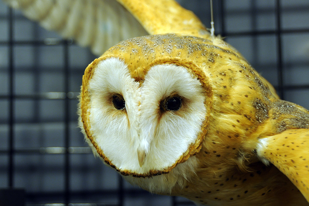 Barn Owl Idaho Boise Birds of Prey Barn Owl