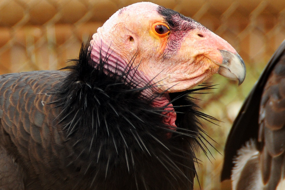 California Condor Idaho Boise Birds of Prey California Condor