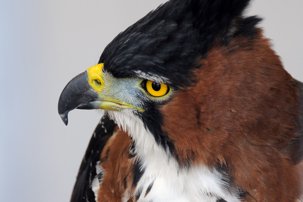 Ornate Hawk-Eagle Ornate hawk-eagle at the World Center for Birds of Prey in Boise Idaho