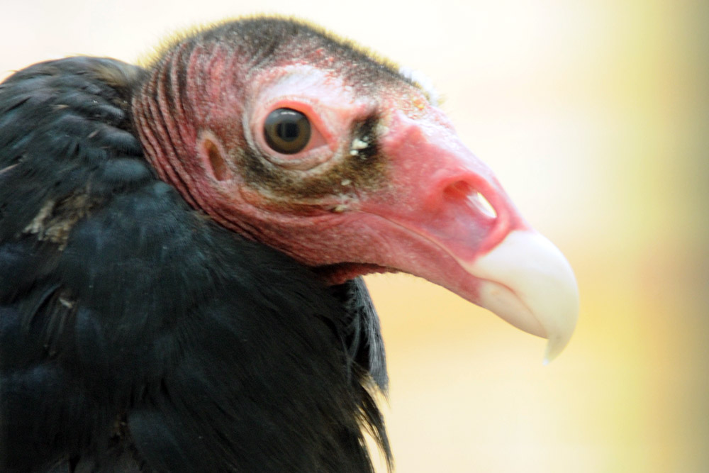 Turkey Vulture Idaho Boise Birds of Prey Turkey Vulture