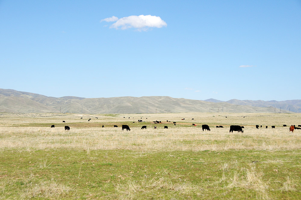 Cattle Idaho Boise Cattle
