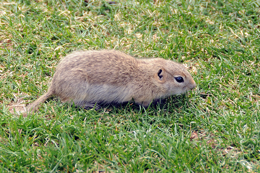 Prairie Dog Idaho Boise Prairie Dog