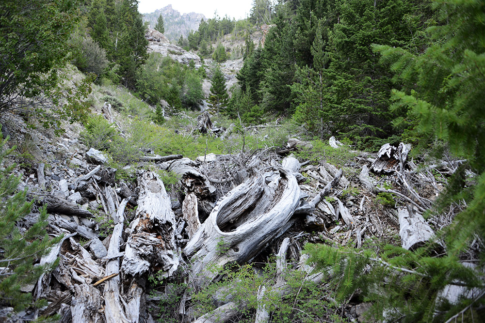 Bortah Peak Creek Dry