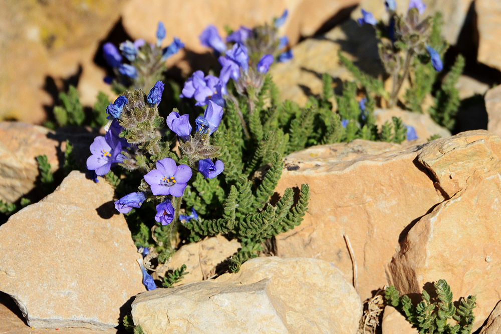 Borah Peak High Altitude Flowers