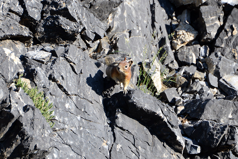 Idaho Borah Peak Squirrel