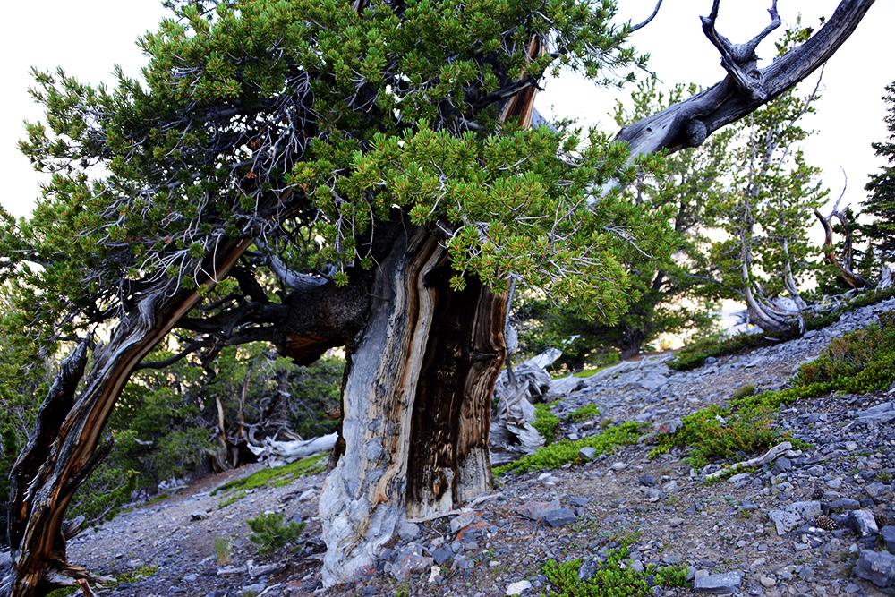 Borah Peak Tree