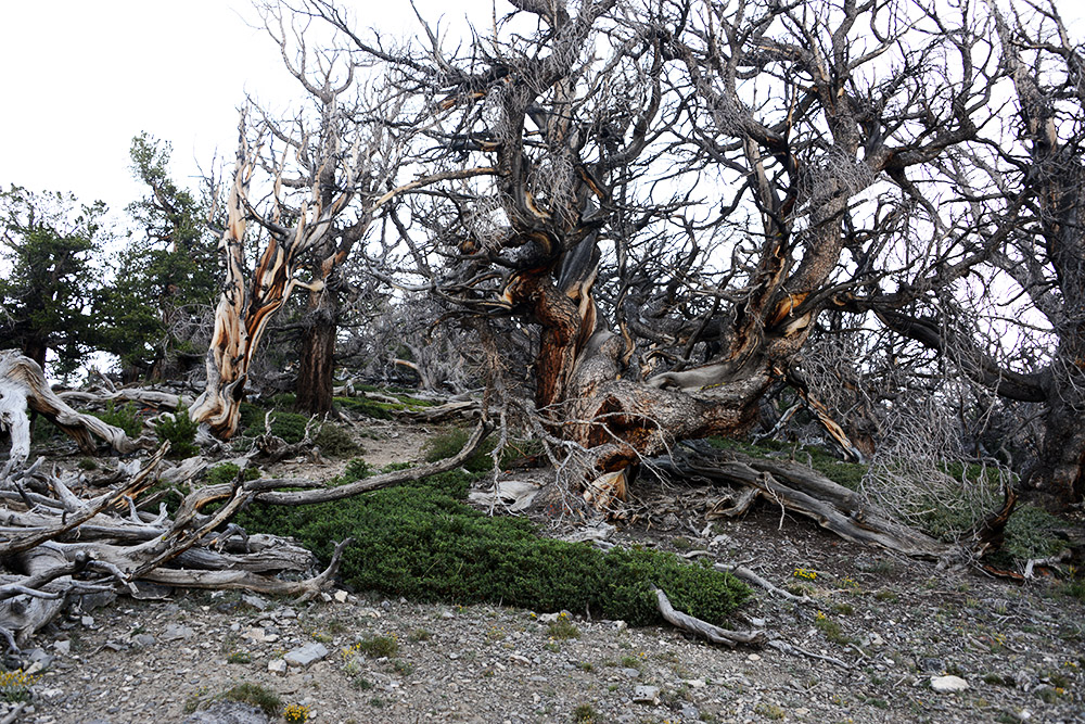 Borah Peak Trees