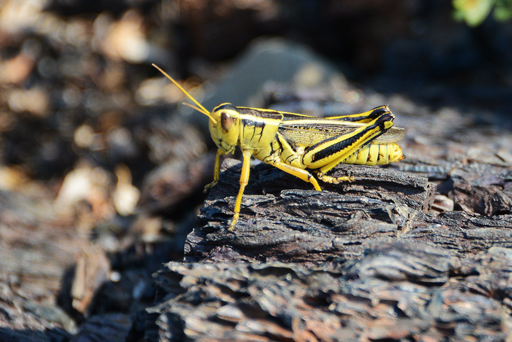 Idaho Crater of the Moon Lava Grasshopper