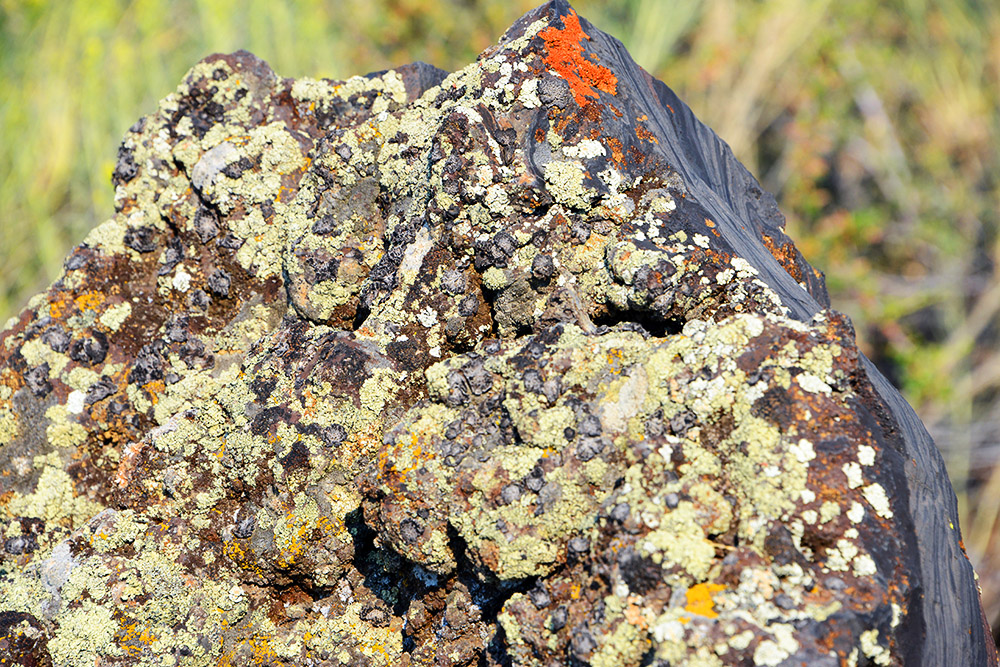 Craters of the Moon Lava Lichen