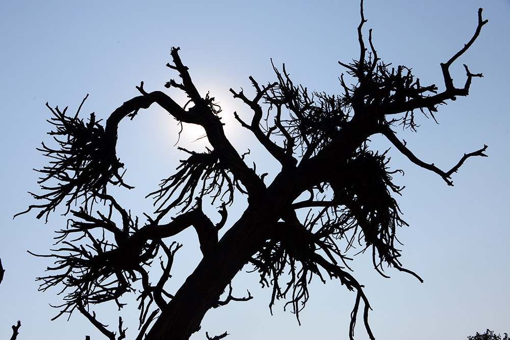 Shadow Tree