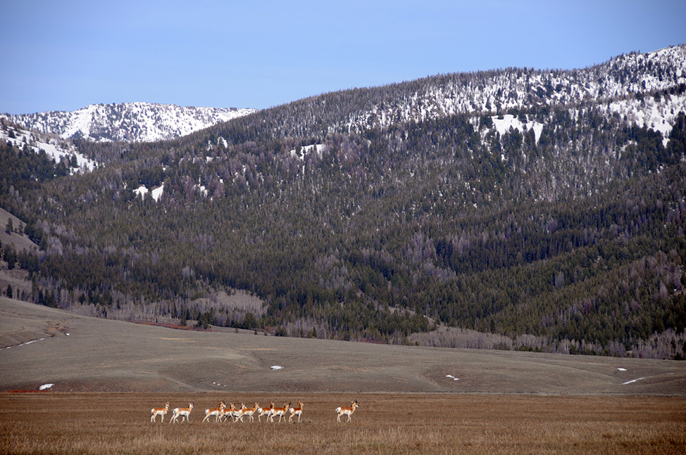 Antelope Idaho Sawtooth Wilderness Antelope