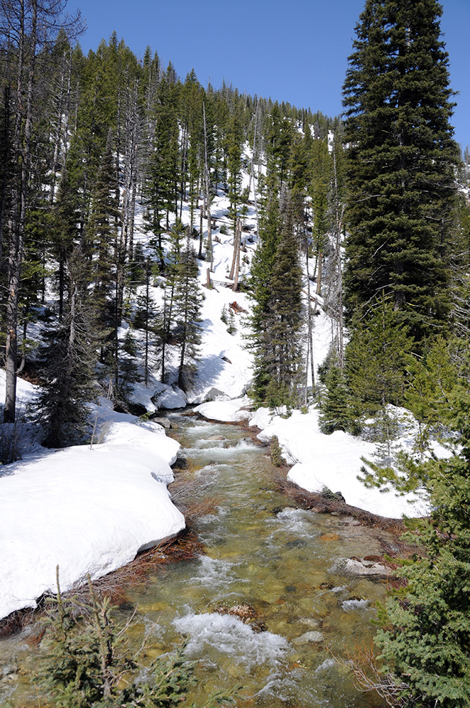 Creek Idaho Sawtooth Wilderness Creek