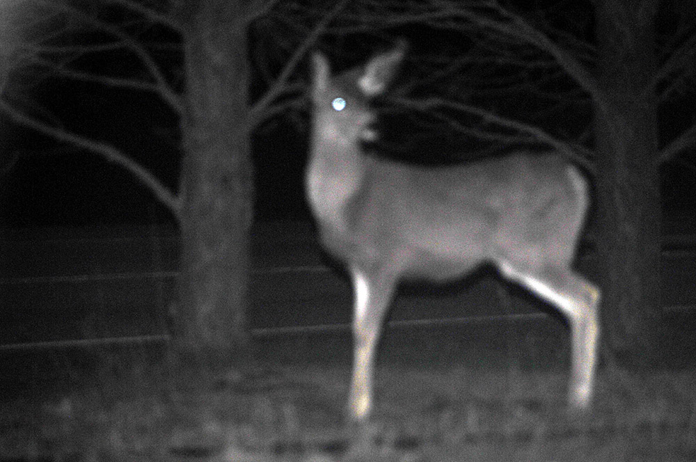 Deer at Night Idaho Deer Night
