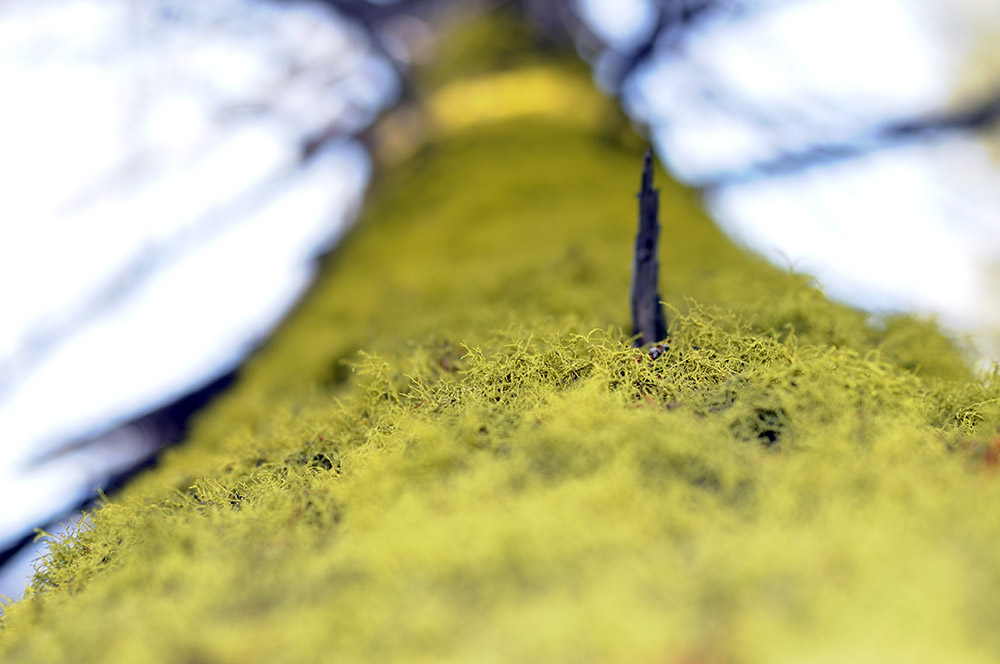 Mossy Tree Idaho Sawtooth Wilderness Mossy Tree