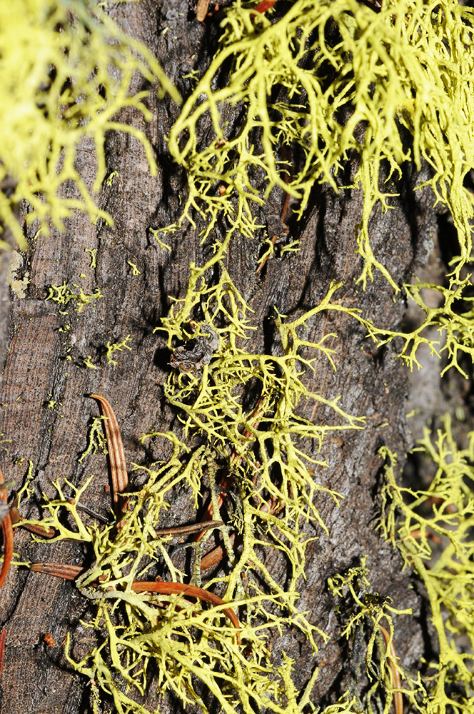 Moss Idaho Sawtooth Wilderness Moss
