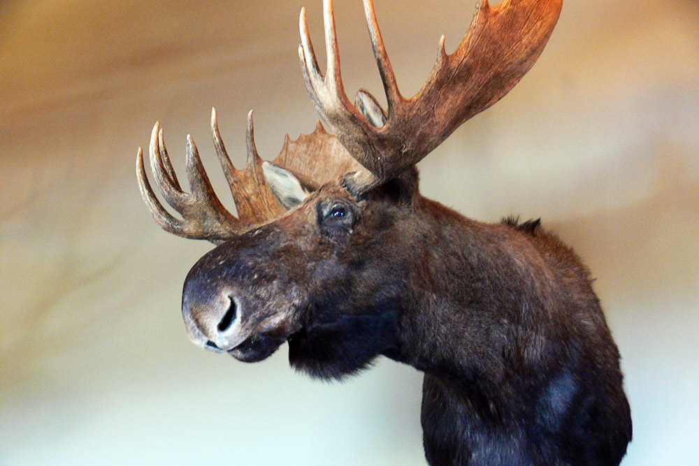 Moose Head Idaho Moose Head