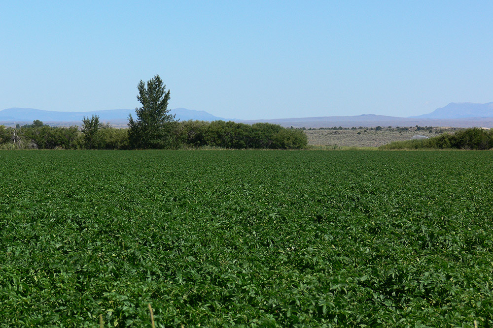 Potatoes Idaho Potatoes