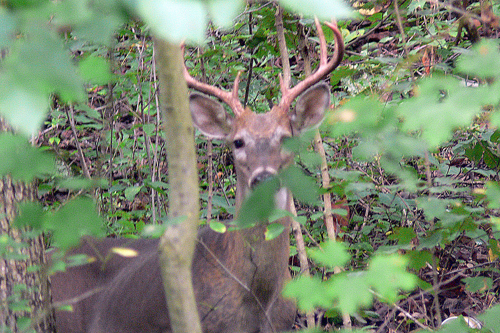 Illinois Buck