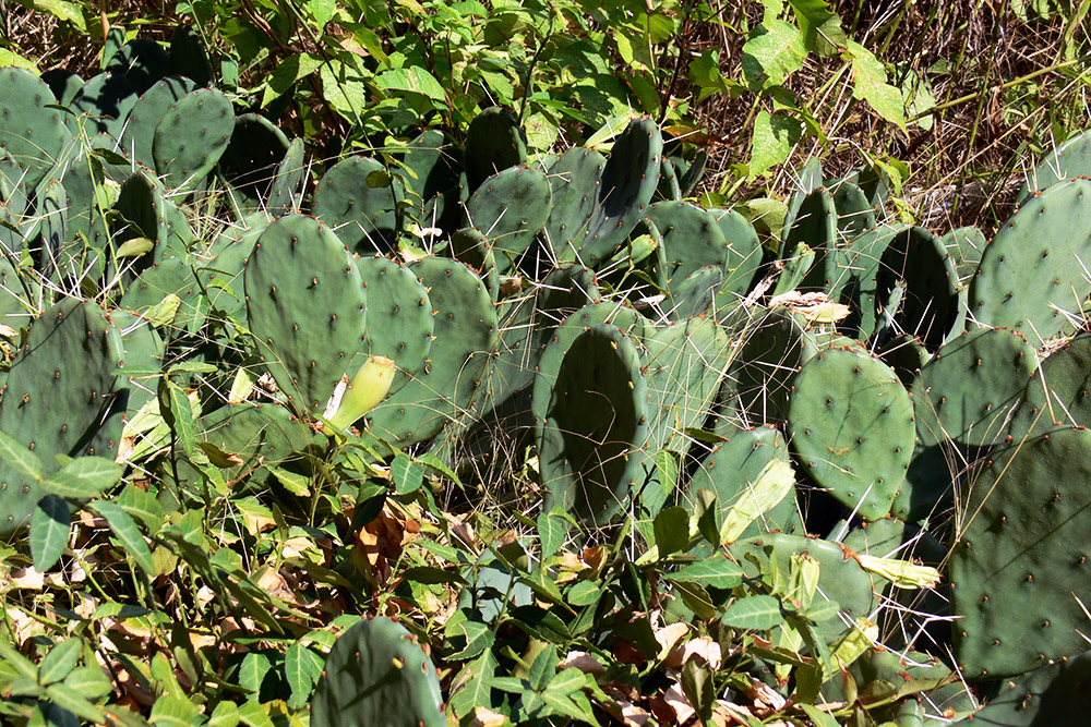 Illinois Cactus