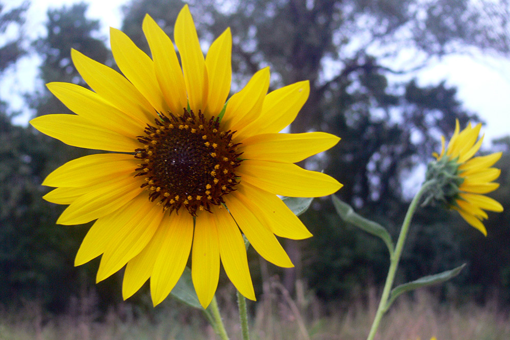 Illinois Flower