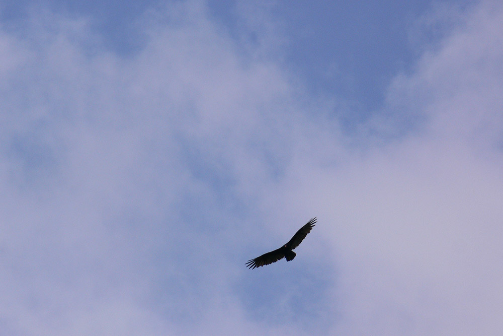 Illinois Hawk