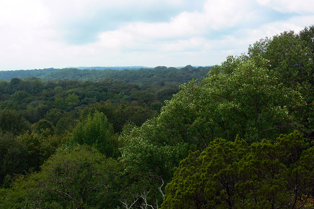 Illinois Shawnee Forest