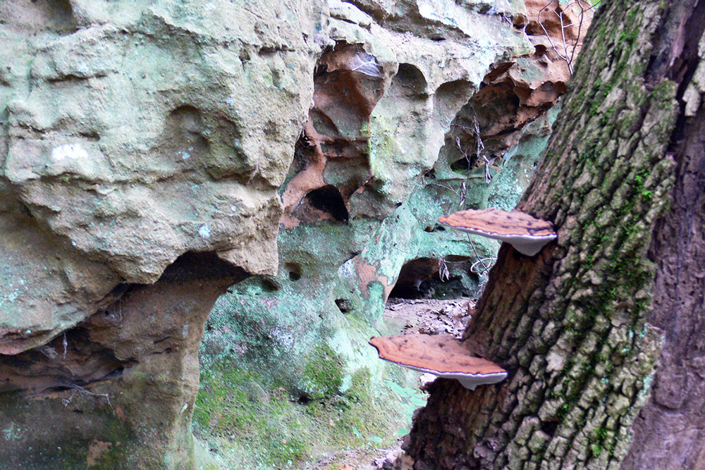 Shawnee Forest Mushrooms