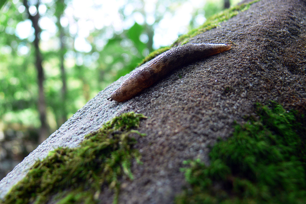 Illinois Slug