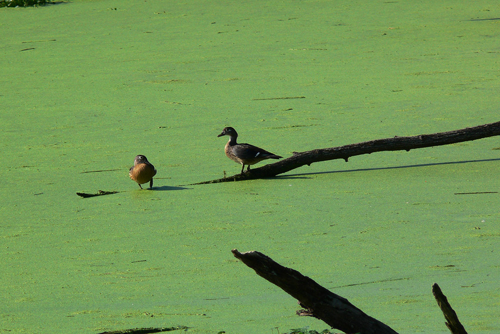Illinois Ducks