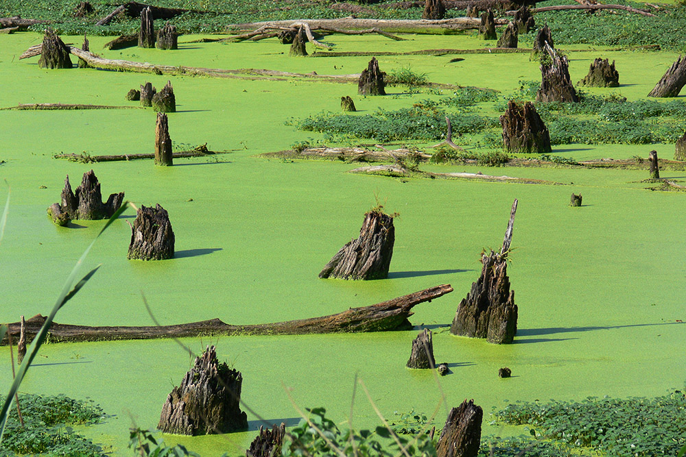 Illinois Swamp