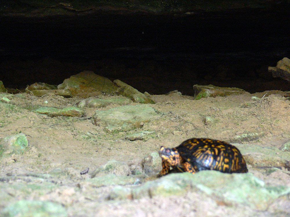 Illinois Box Turtle