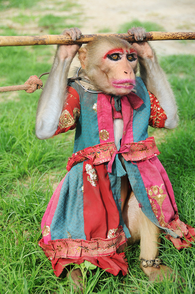 India Monkey Fashion
