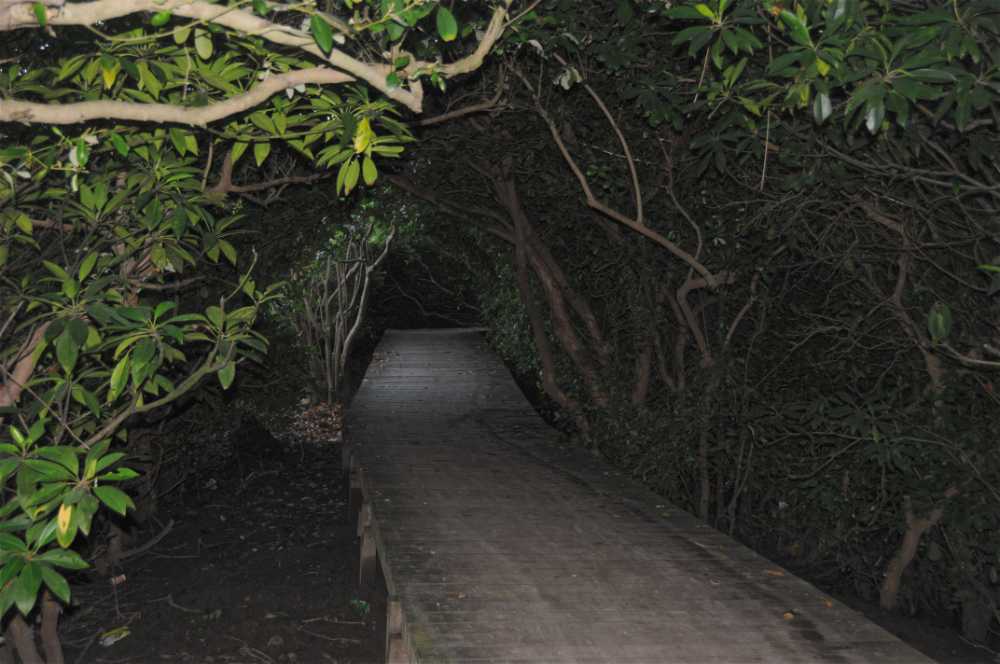 Mangrove Walk Indonesia Bali Mangrove Forest Boardwalk