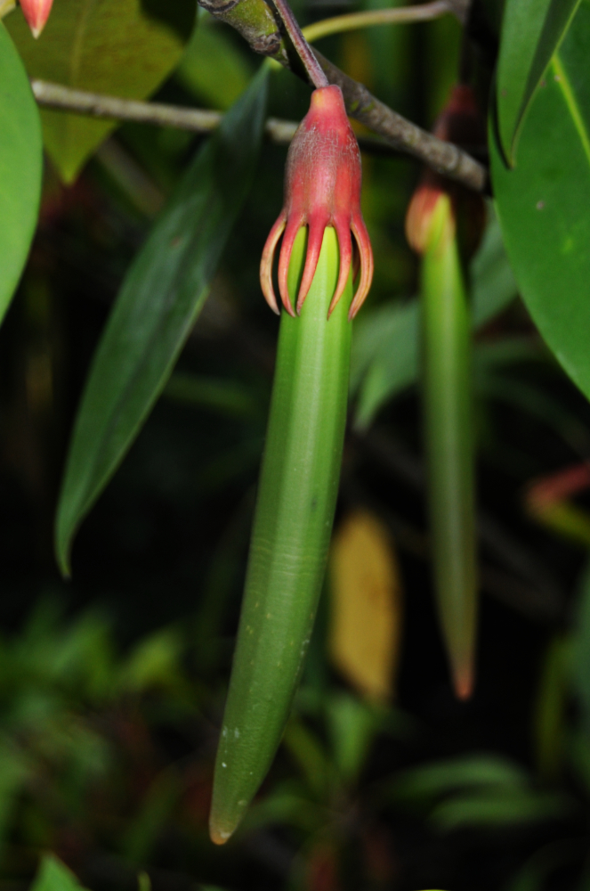Mangrove Seed Indonesia Bali Mangrove Seed