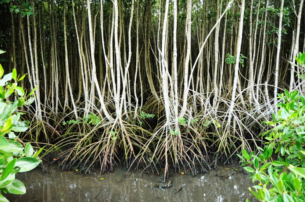 Mangrove Forest Indonesia Bali Mangrove