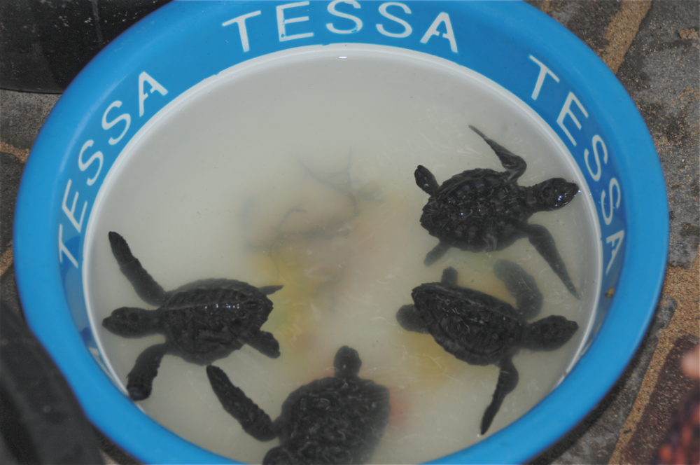 Baby Sea Turtles Indonesia Bali Sea Turtles Babies