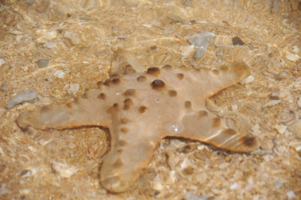 Starfish Indonesia Bali Starfish