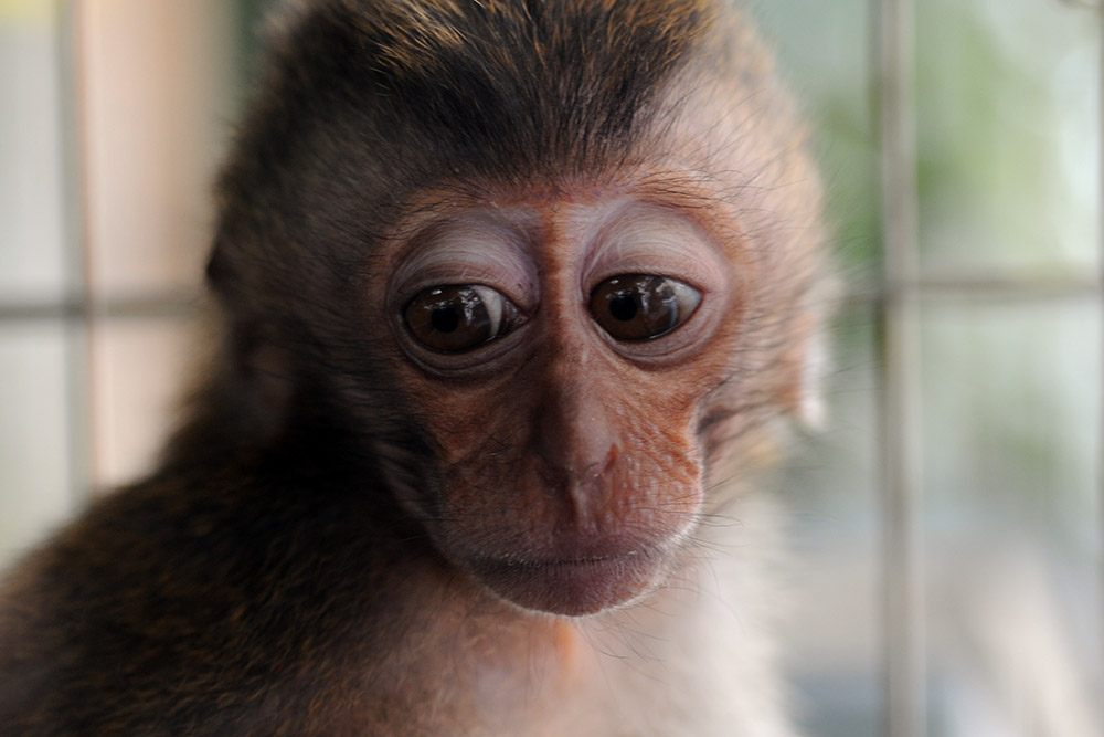 Pet Monkey For Sale Jakarta Monkey at Pet Market
