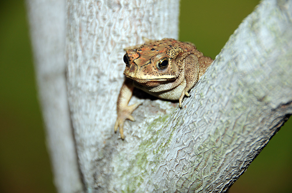 Frog Jakarta Frog