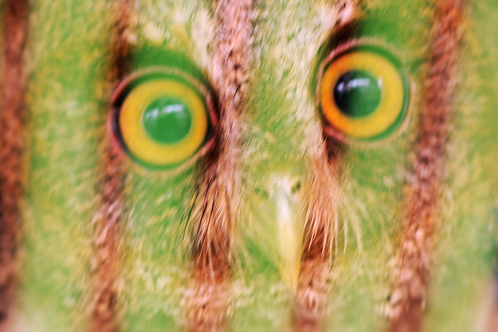 Pet Owl For Sale Jakarta Owl at Pet Market