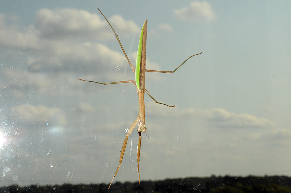 Iowa Des Moines Praying Mantis
