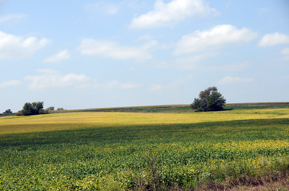 Field Iowa Field