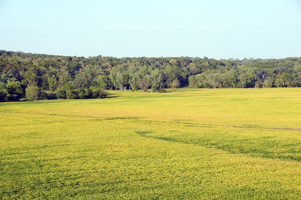 Field Iowa Field