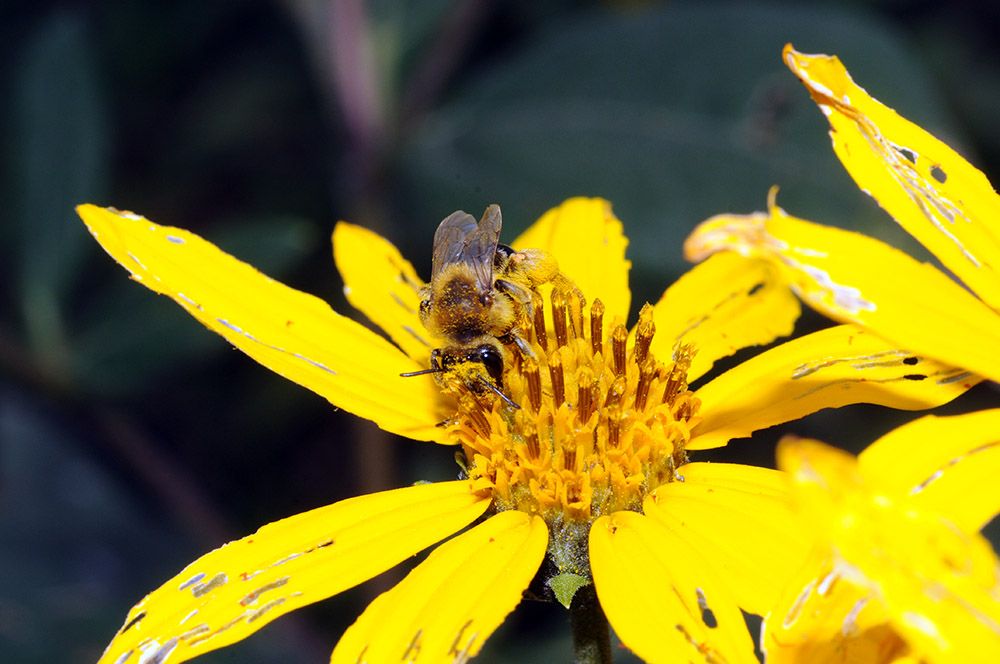Bee Iowa Neal Smith Wildlife Bee