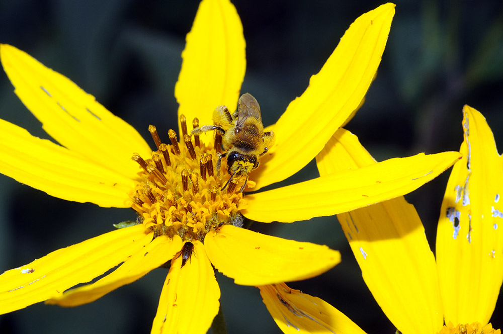 Bee Iowa Neal Smith Wildlife Bee