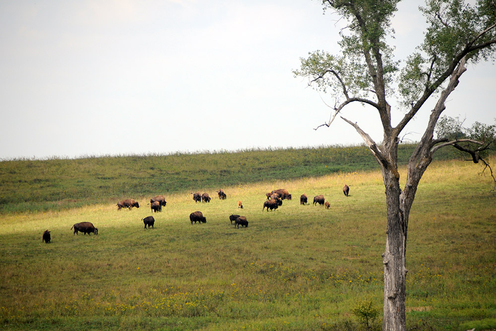 Bison Iowa Neal Smith Wildlife Bison